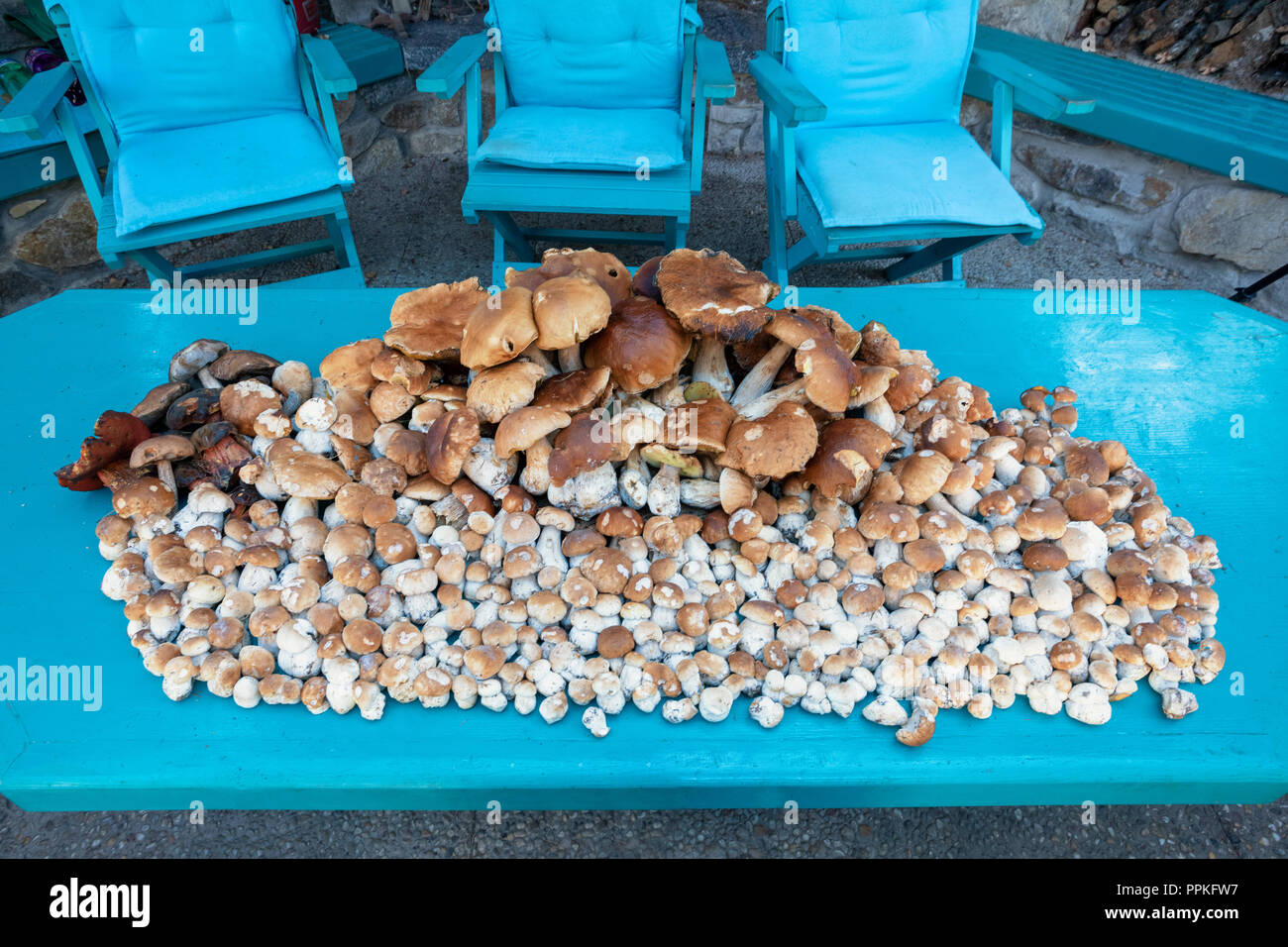 Frisch gesammelten Pilze (Boletus edulis) im Wald in einem Haufen. Stockfoto
