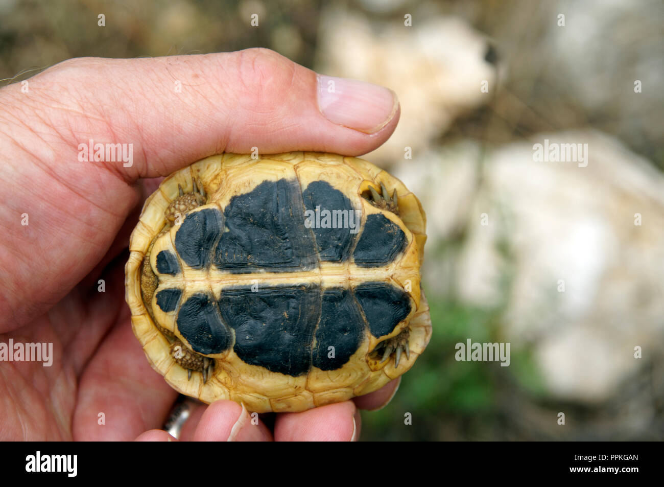 Hermann's Schildkröte (testudo hermanni) Trepuco, Mahon, Menorca, Balearen, Spanien. Stockfoto