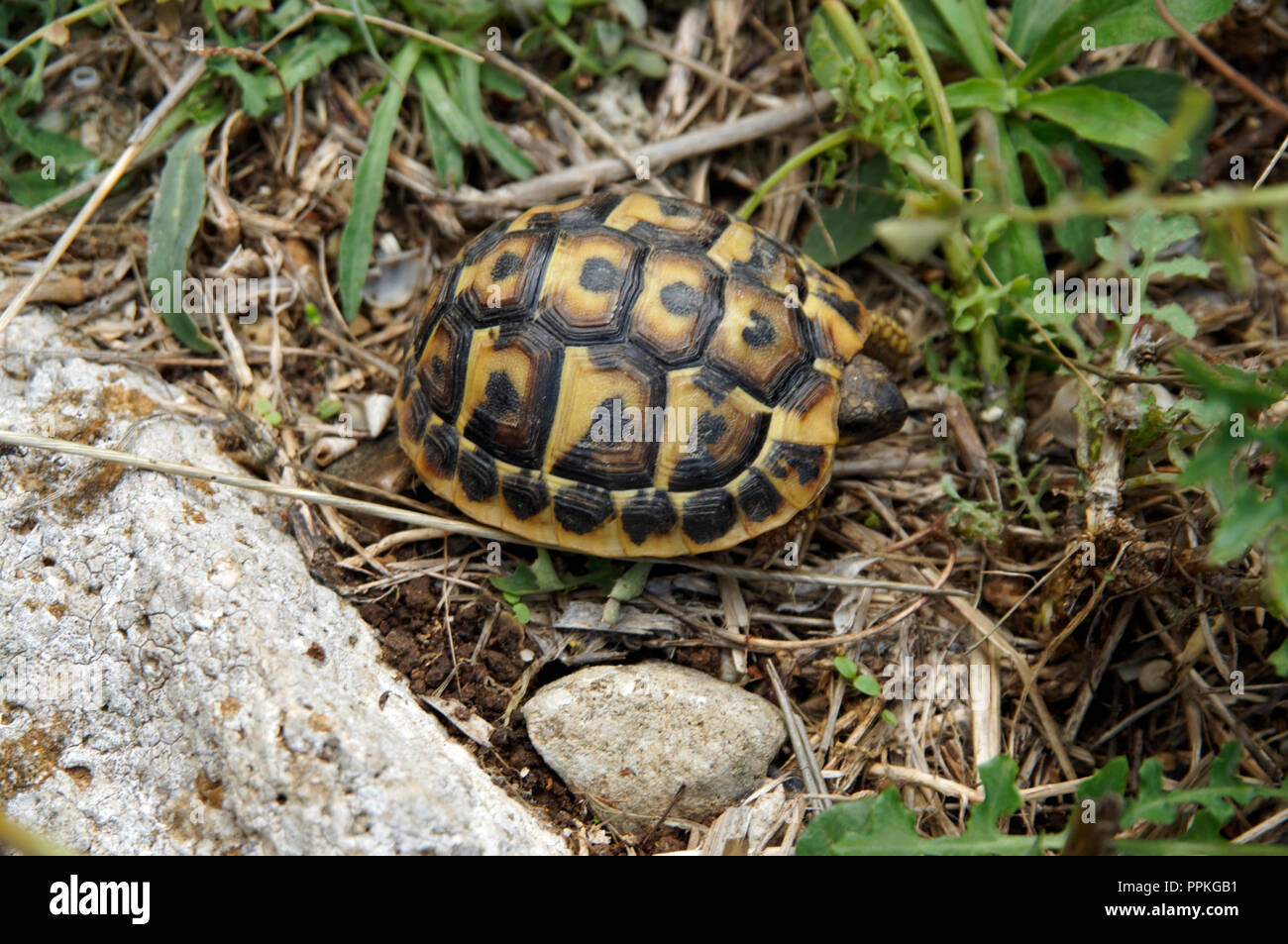 Hermann's Schildkröte (testudo hermanni) Trepuco, Mahon, Menorca, Balearen, Spanien. Stockfoto