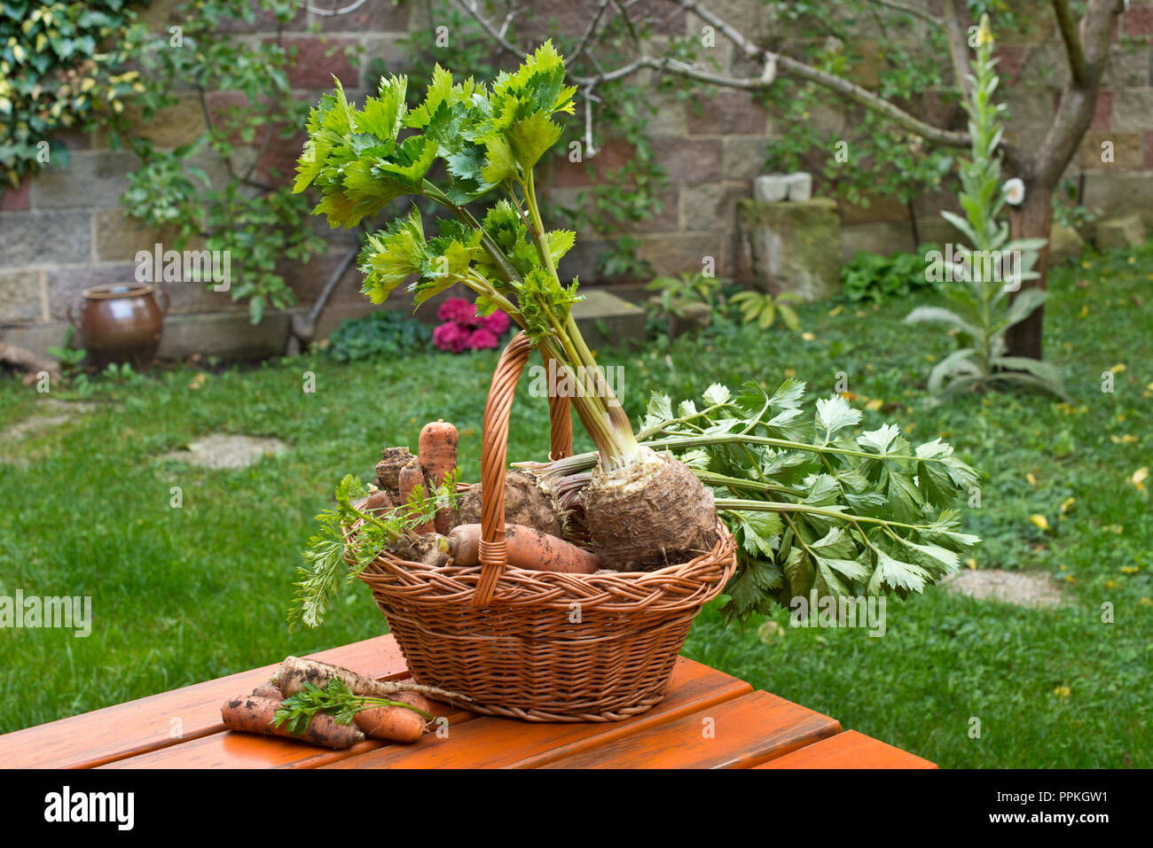 Sherley, Sellerie und Karotten im Weidenkorb. Stockfoto