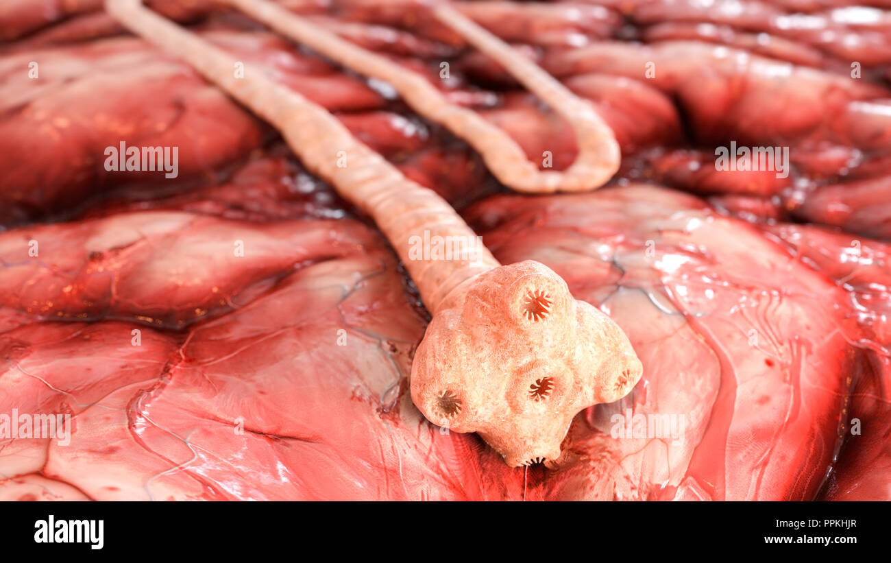 Detaillierte Vieh Bandwurm - Detaillierte Taenia saginata unter dem Mikroskop - 3D-Rendering Stockfoto