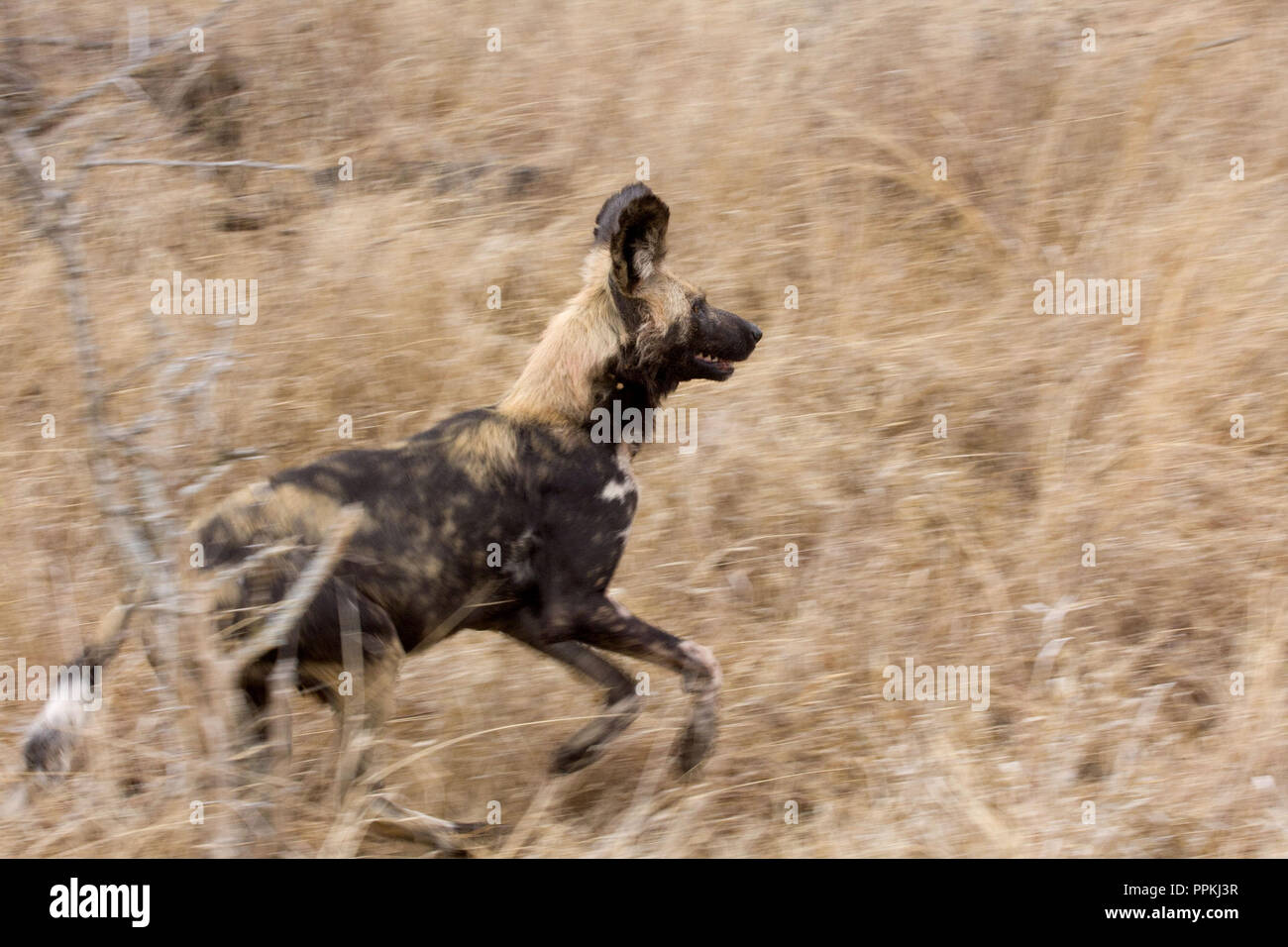 Ein Wildhund lopt durch getrocknetes Gras und vermeidet eine Herde Elefanten Stockfoto
