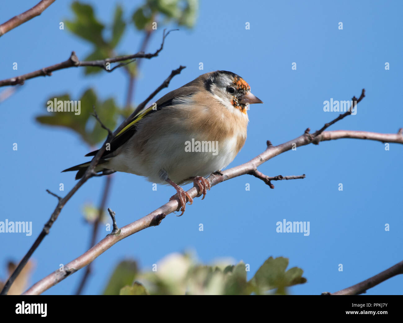 Juvenile Stieglitz (Carduelis carduelis) Stockfoto
