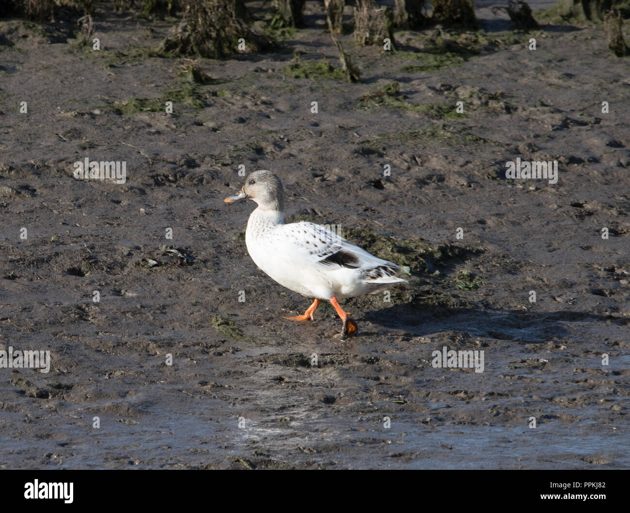 Stockente (Anas Platyrhynchos) Stockfoto