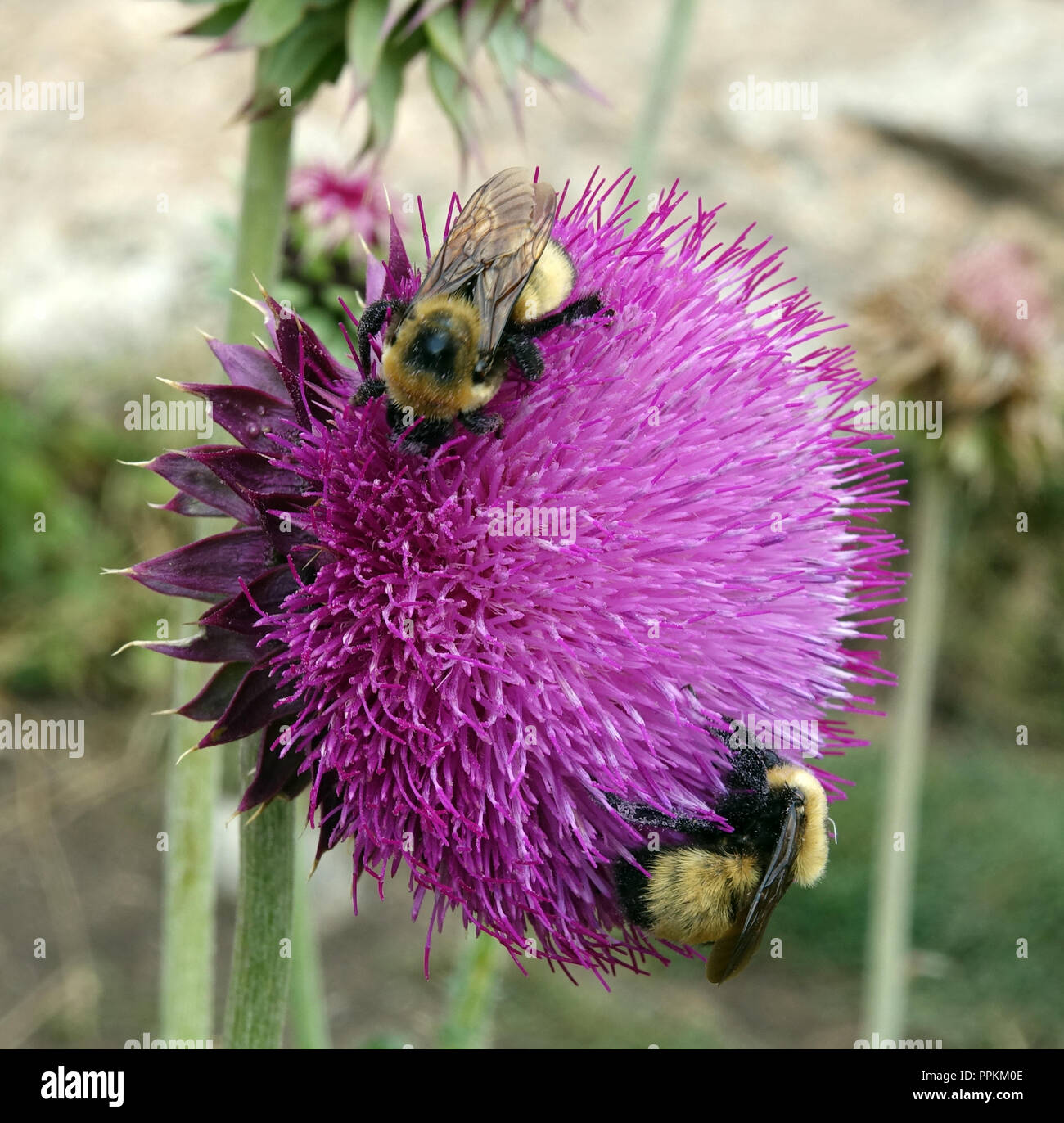 Nahaufnahme von lila Distel mit bestäubung Bumblebee Stockfoto