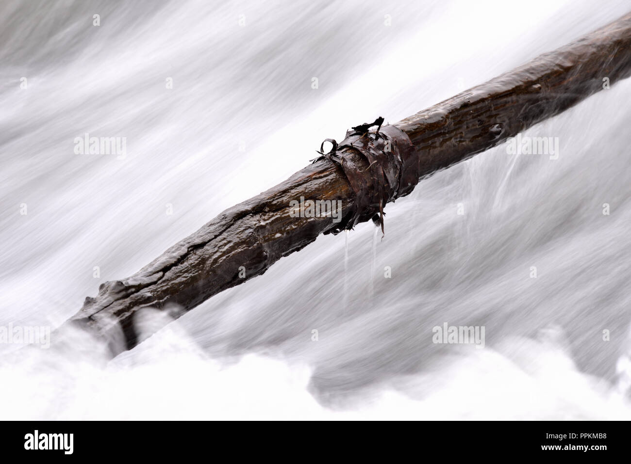 Leben und Tod - eine sterbende Branche in das lebendige Wasser (Deutschland). Leben und Tod - Ein sterbender Ast im lebendigen Wasser (Deutschland). Stockfoto