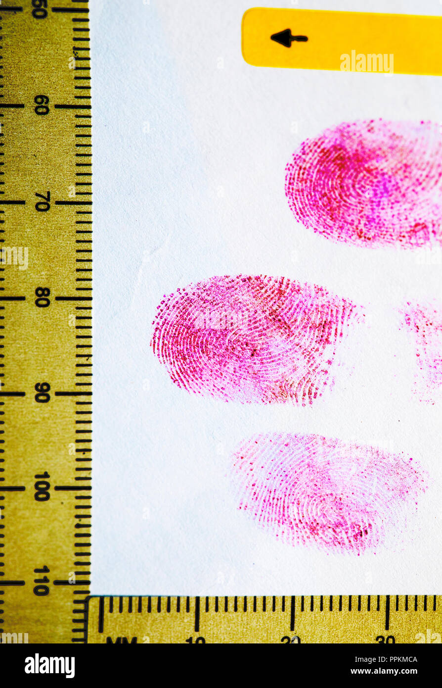 Latente Fingerabdrücke erweitert mit Ninhydrin, mit Aminosäuren reagiert auf einen lila erweiterte Fingerabdruck dann in einem forensischen Labor fotografiert. Stockfoto