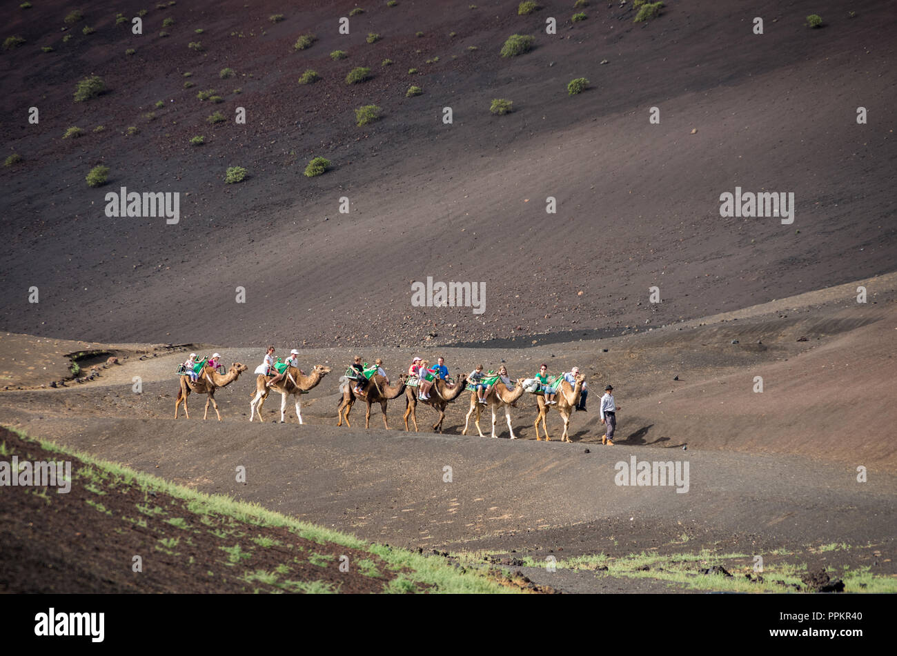 Touristische Kamelreiten in Timanfaya, Lanzarote, Kanarische Inseln, Spanien. Stockfoto