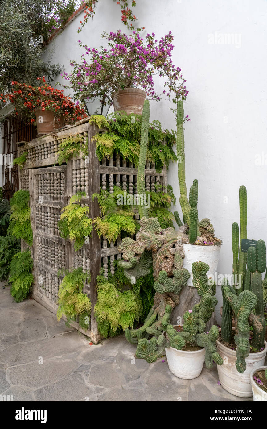 Lima, Peru, Südamerika. Cereus peruvianus Monstrose monstrose (Apple) Kakteen auf der Terrasse des Larco Herrera Museum (Museo Arqueológico Rafael Larco Herr Stockfoto