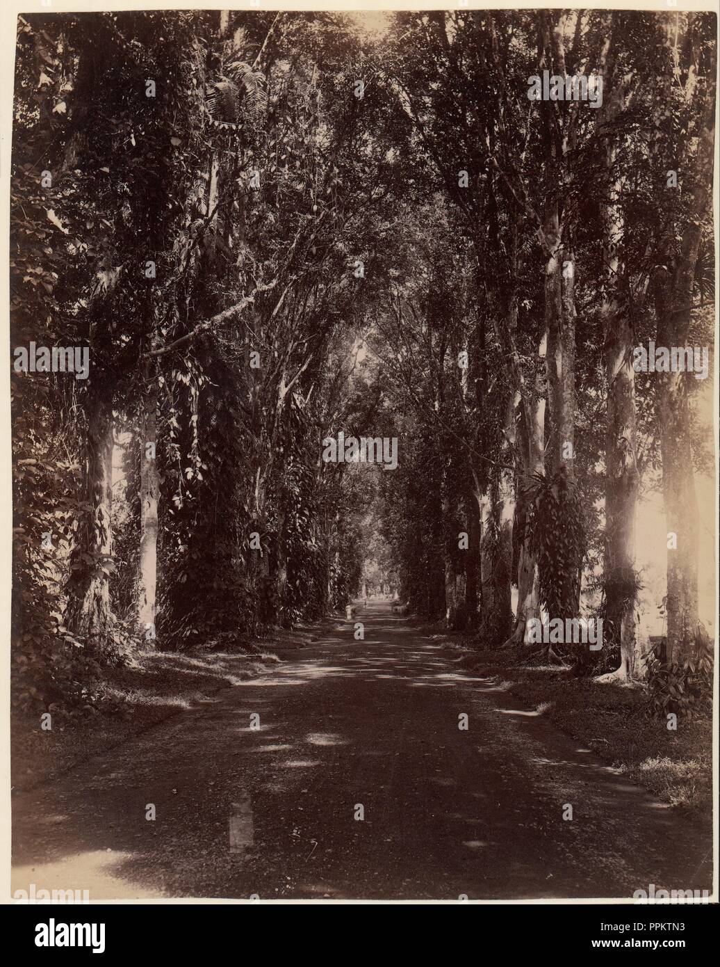 Buitenzorg Allie, Java. Artist: Unbekannt. Abmessungen: 30,3 x 24,0 cm (11 15/16 x 9 7/16 in.). Datum: 1860s-70s. Museum: Metropolitan Museum of Art, New York, USA. Stockfoto