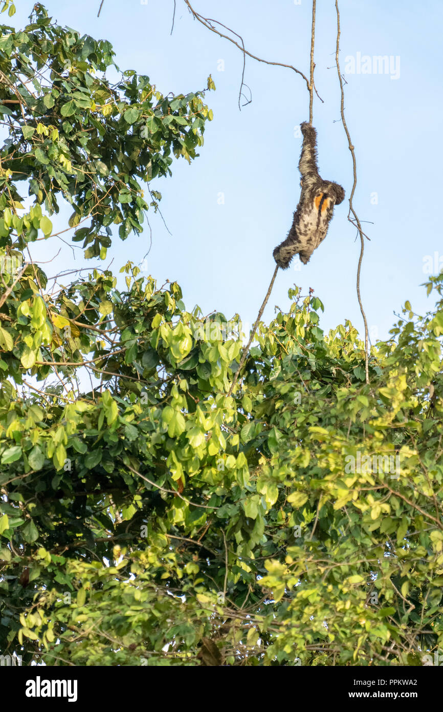 Pacaya Samiria Reservat, Peru, Südamerika. Männliche Brown-throated Three-Toed Faultier klettern hinunter eine Rebe. Männchen sind unterscheidbar von Frauen gebildet Stockfoto