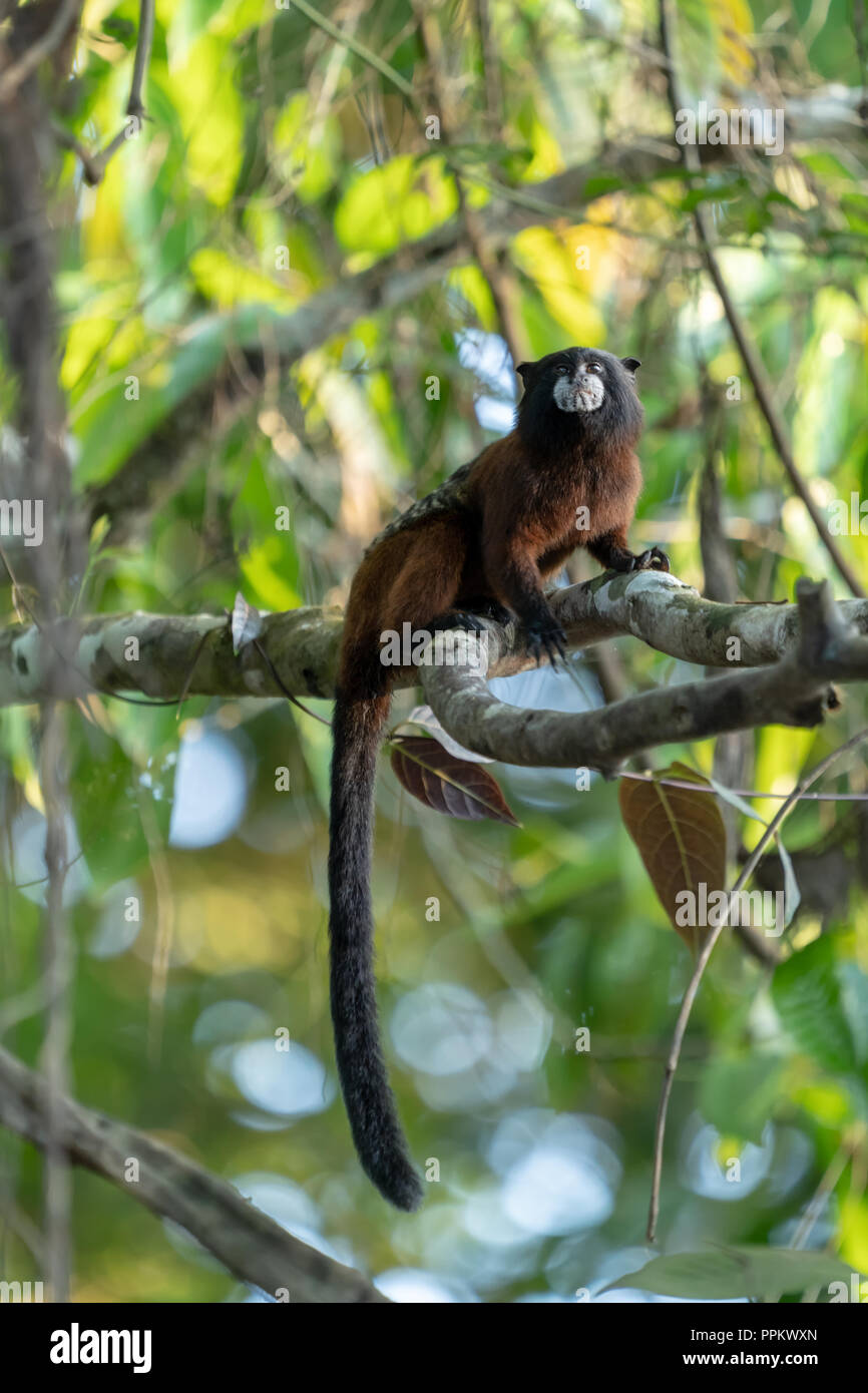 Pacaya Samiria Reservat, Peru, Südamerika. Saddleback Tamarin Affe in einem Baum. Stockfoto