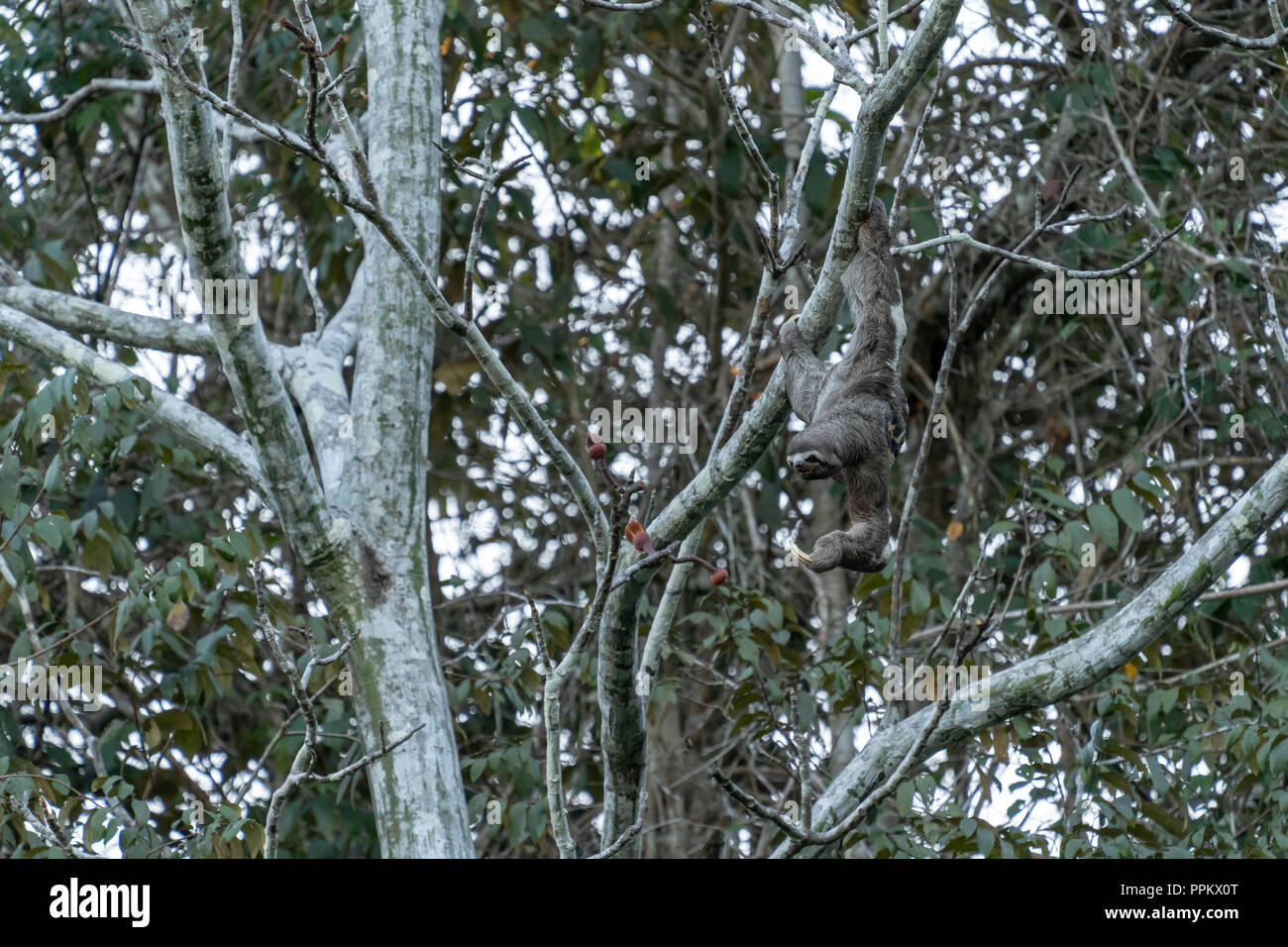 Pacaya Samiria Reservat, Peru, Südamerika. Braun - Drei throated-toed Sloth klettern in einem Baum. Stockfoto