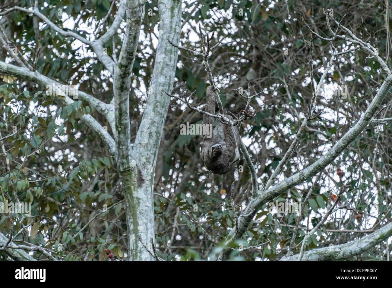 Pacaya Samiria Reservat, Peru, Südamerika. Braun - Drei throated-toed Sloth klettern in einem Baum. Stockfoto