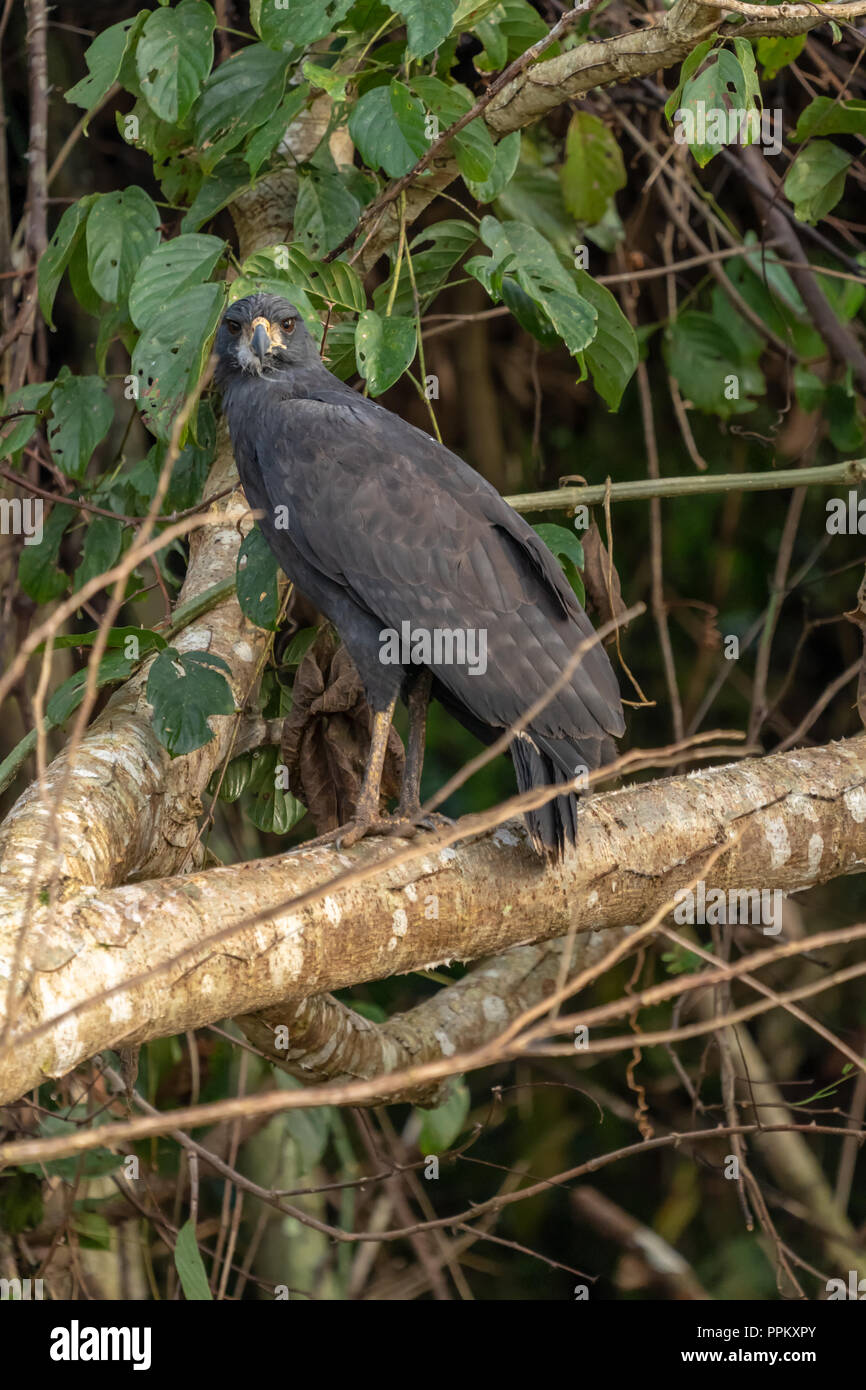 Pacaya Samiria Reservat, Peru, Südamerika. Nach großen Black Hawk in einem Baum. Stockfoto