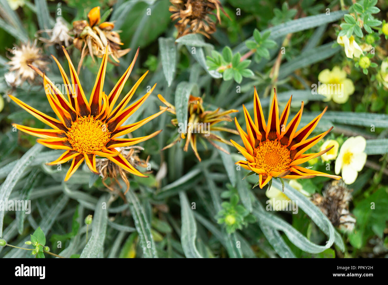 Gazania Blume auf Hintergrund grün Blatt wächst im Jahr Garten Stockfoto