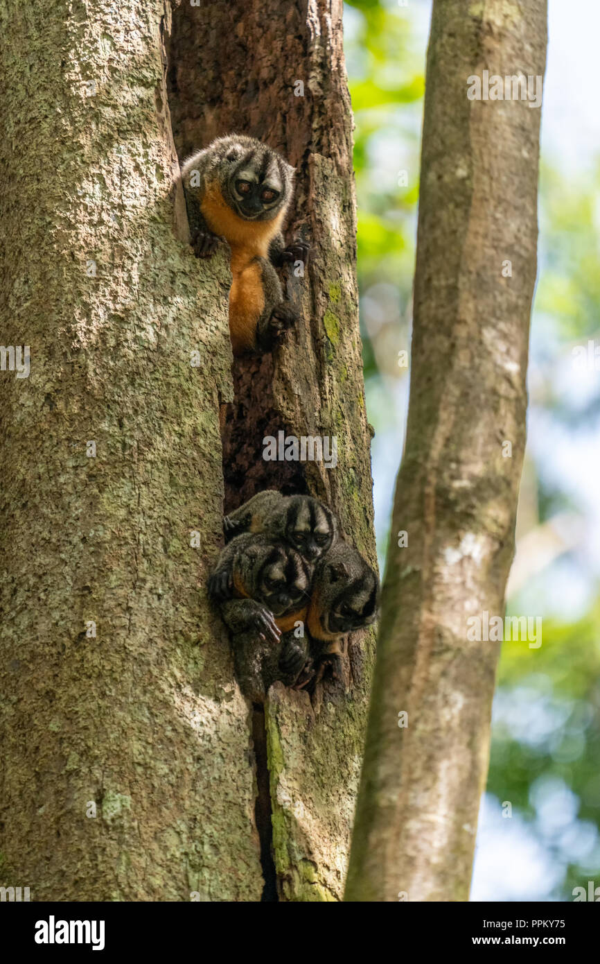 Pacaya Samiria Reservat, Peru, Südamerika. Nacht oder Eule Affen lugen aus einem Baum. Stockfoto