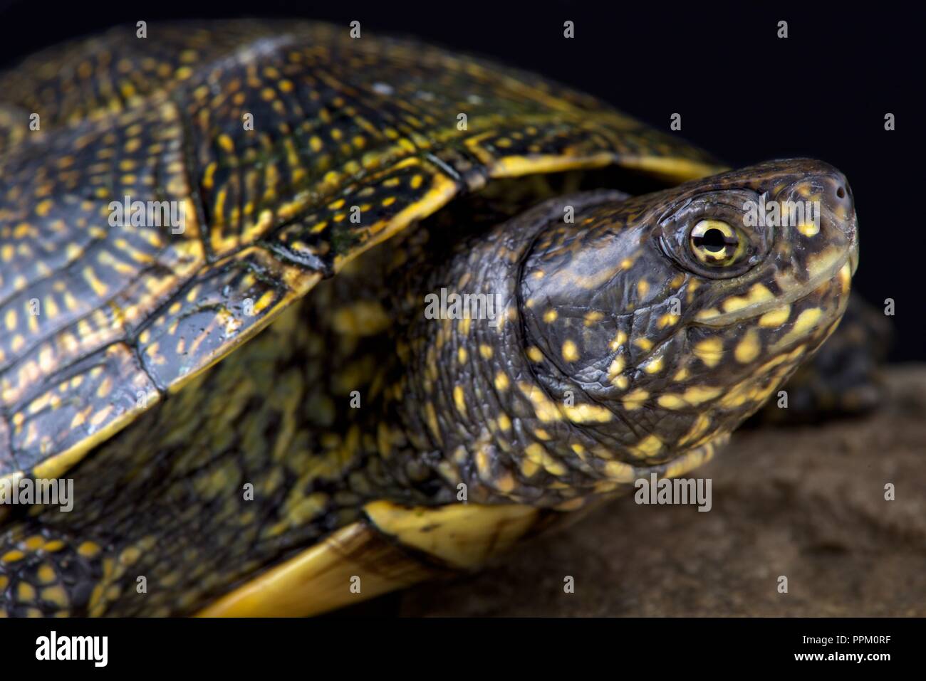 Die griechische Sumpfschildkröte (Emys orbicularis hellenica) ist eine schöne Europäische Sumpfschildkröte Arten. Stockfoto