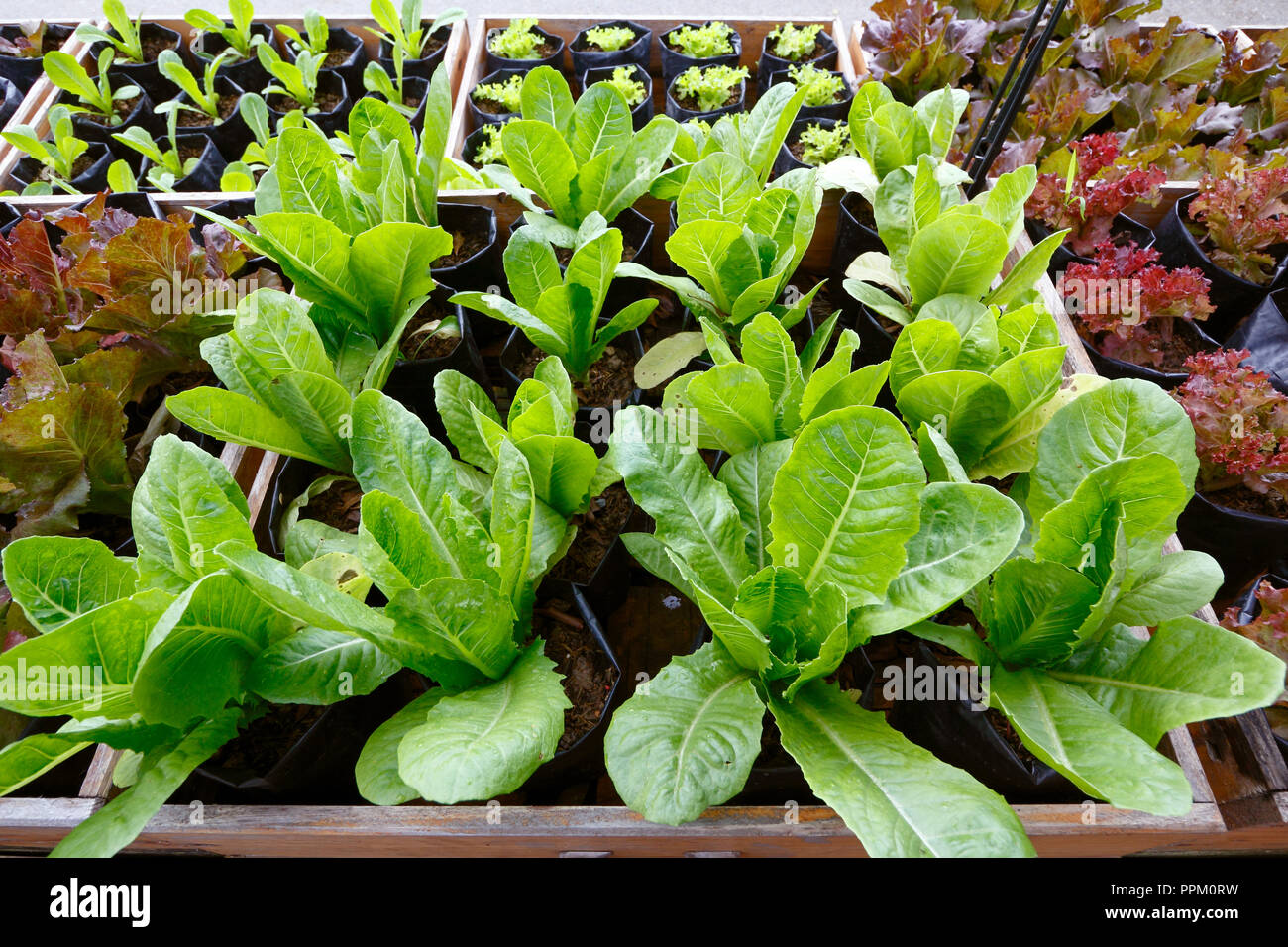 Gemischter Salat Gemüse glühende auf dem Bett heben Stockfoto