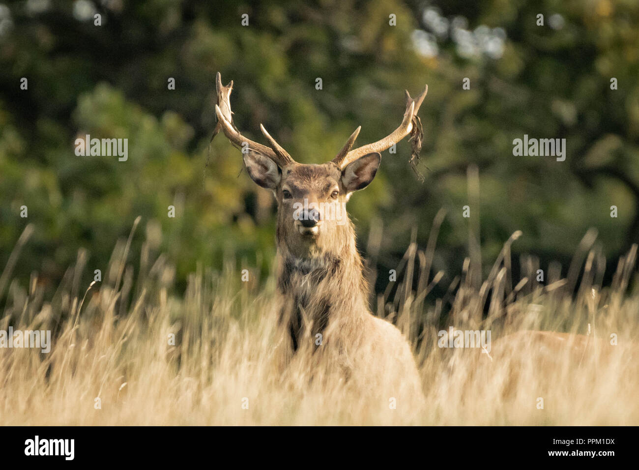 Große männliche Sika Hirsche mit geweihen Stockfoto
