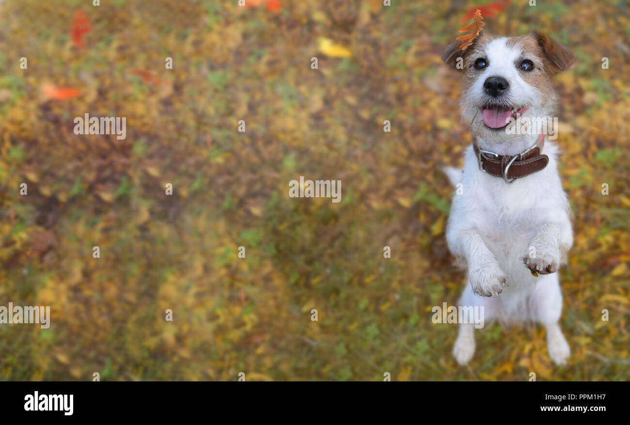 BANNER DER EIN PORTRÄT SÜSSE JACK RUSSELL HUND steht auf zwei Beinen auf Braun und Gelb Herbst Hintergrund Stockfoto