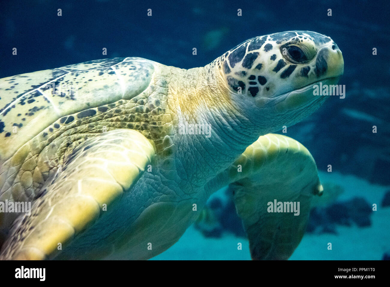 Grüne Meeresschildkröte (Chelonia mydas) am Georgia Aquarium in der Innenstadt von Atlanta, Georgia. (USA) Stockfoto