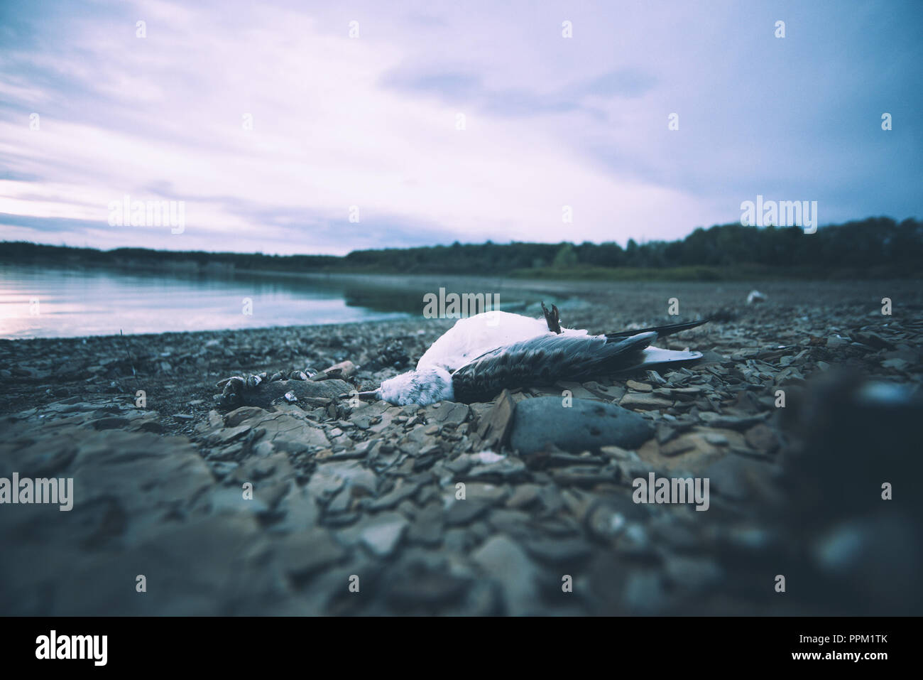 Toten Vogel am Ufer des Sees aufgrund der schmutziges Wasser. Stockfoto