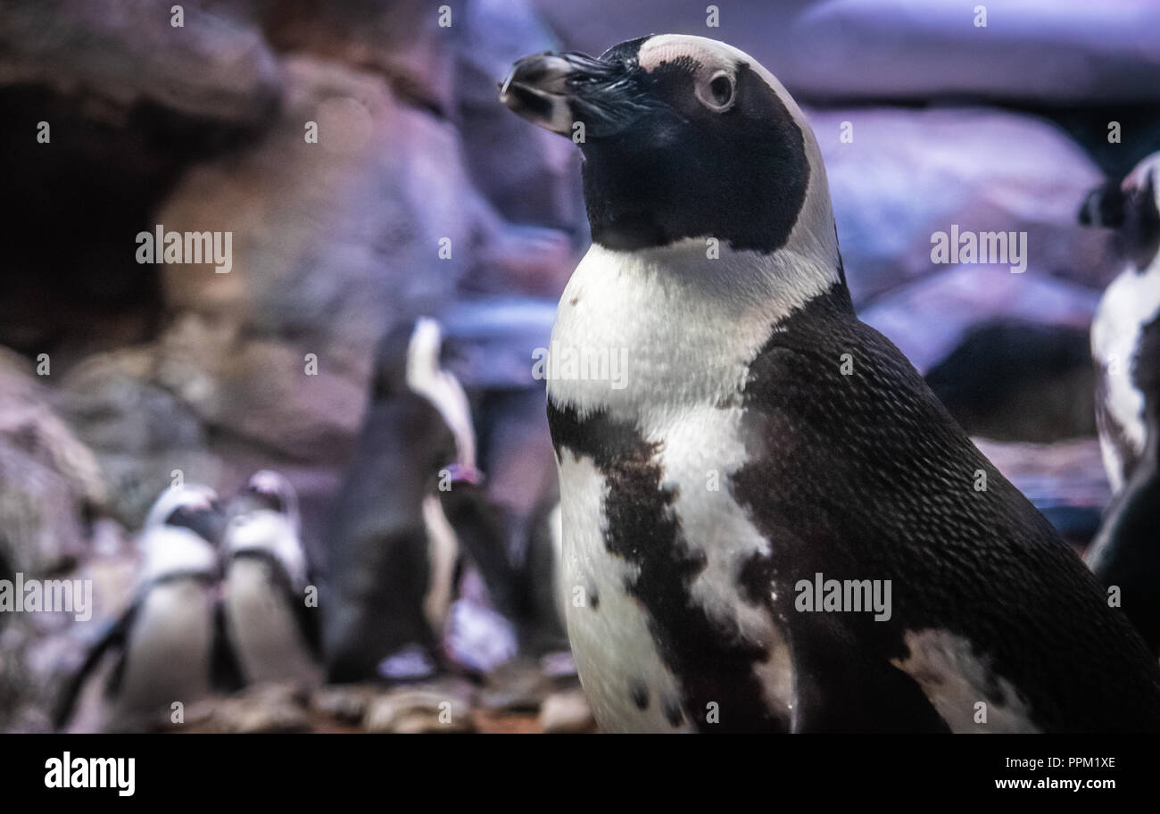 Afrikanische Pinguine (Spheniscus demersus) am Georgia Aquarium in der Innenstadt von Atlanta, Georgia. (USA) Stockfoto