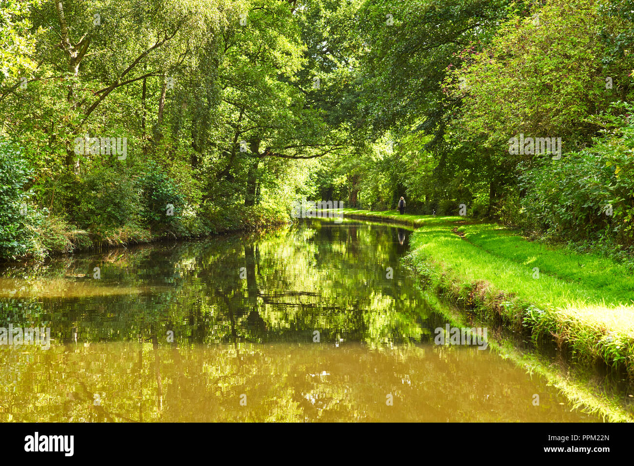 Die üppigen grünen Rasen, Bäume und Kanal mit Mann, Hund in der Entfernung auf leinpfad von Shropshire Union Canal in der Nähe von Penkridge, Staffordshire Stockfoto