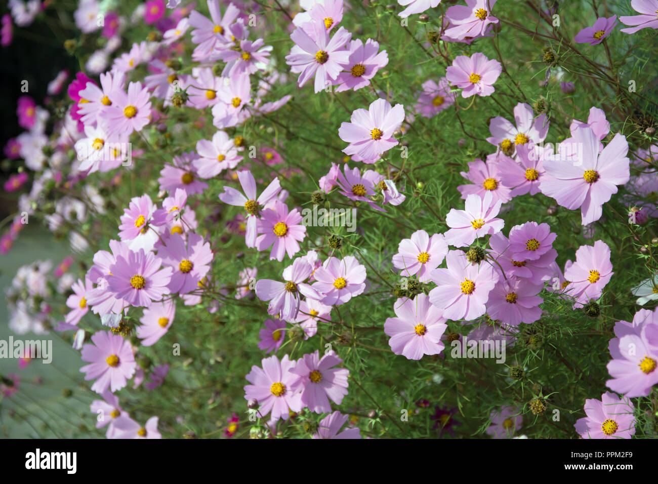 Cluster von cosmea rosa Blumen auf einem Blumenbeet Stockfotografie - Alamy