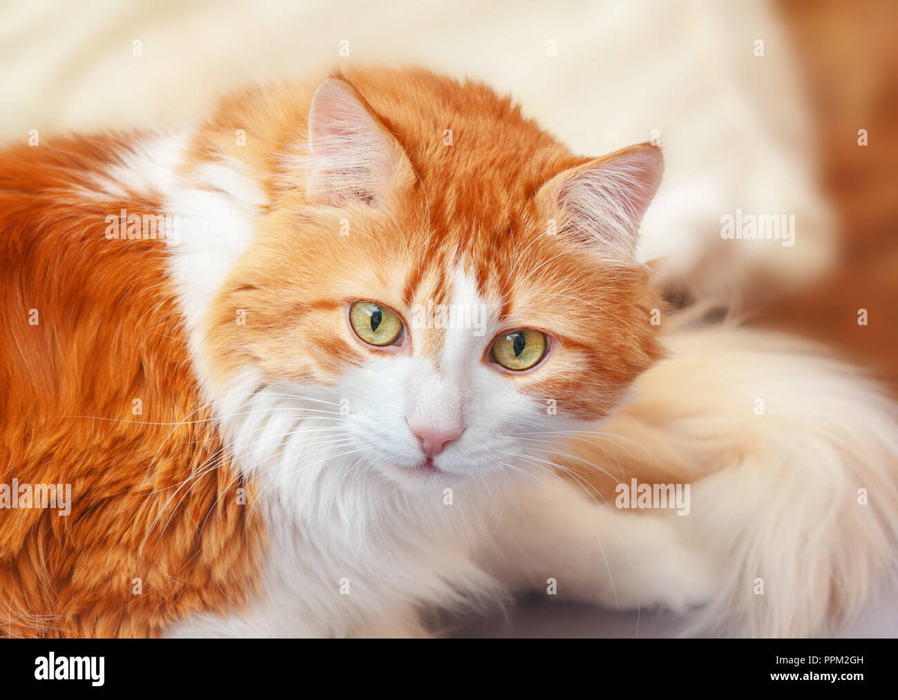 Ziemlich rot weiß erwachsene Katze hört aufmerksam und begeistert Stockfoto