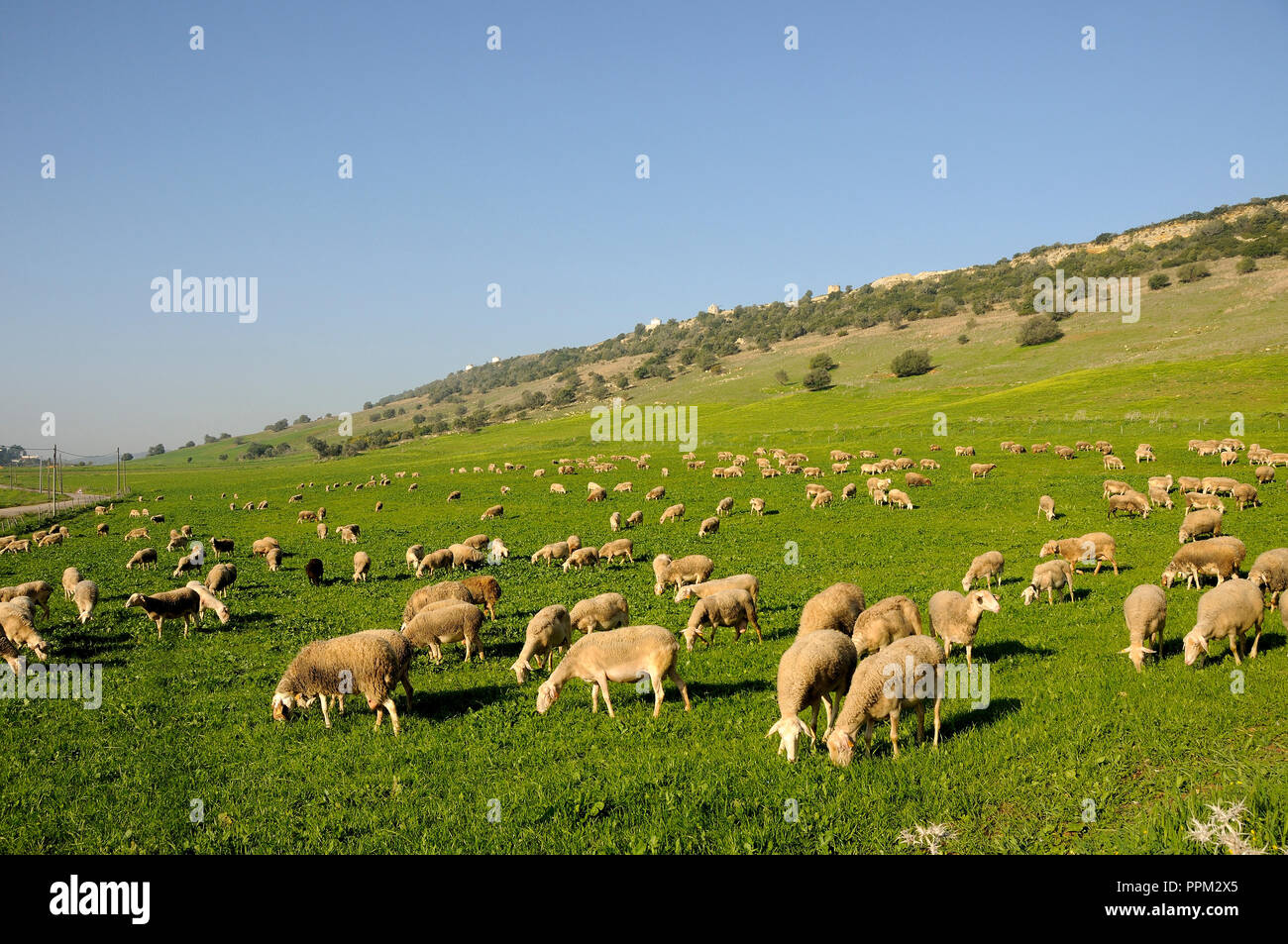 Schafe im Parque Natural da Arrábida. Palmela, Portugal Stockfoto