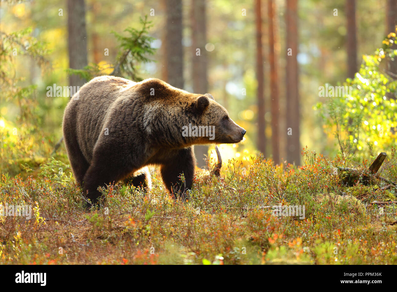Porträt eines großen braunen Bären in einem bunten Wald an der Seite im Herbst suchen Stockfoto