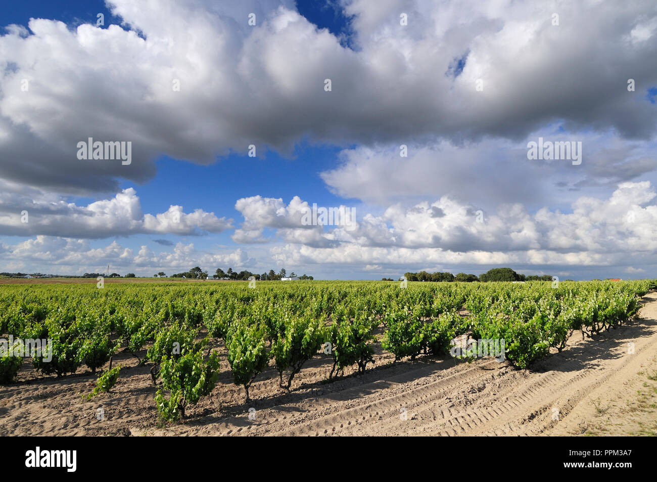 Weinberge in Palmela. Portugal Stockfoto