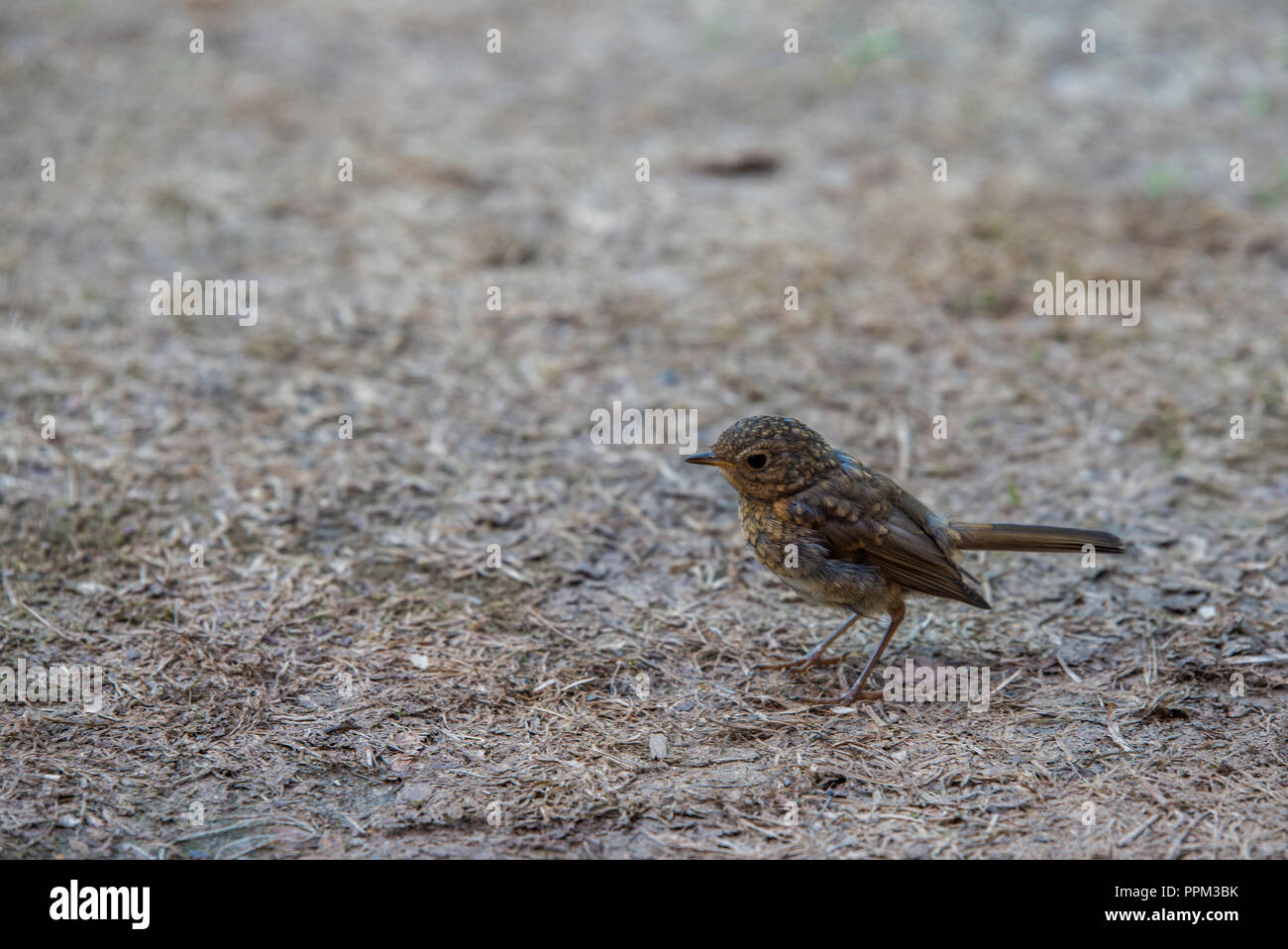 Junge Robin Vogel im August nach Essen suchen Stockfoto