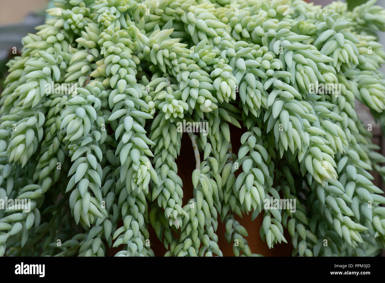 Sedum Morganianum. Burro's Tail-Blätter-Muster Stockfoto