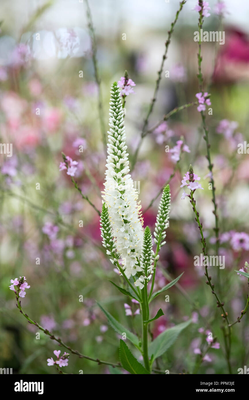 Veronica longifolia 'Melanie Weiß'. Speedwell Blume Stockfoto