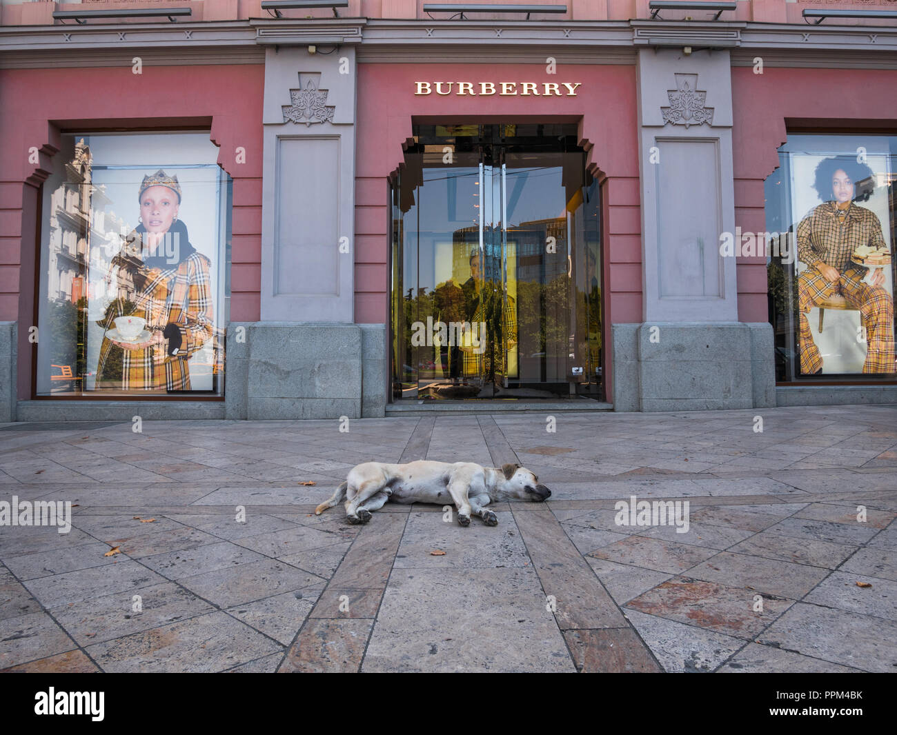 Ein streunender Hund snoozes in den Schatten vor der Burberry Store in Platz der Freiheit, Tiflis, Georgien. Stockfoto