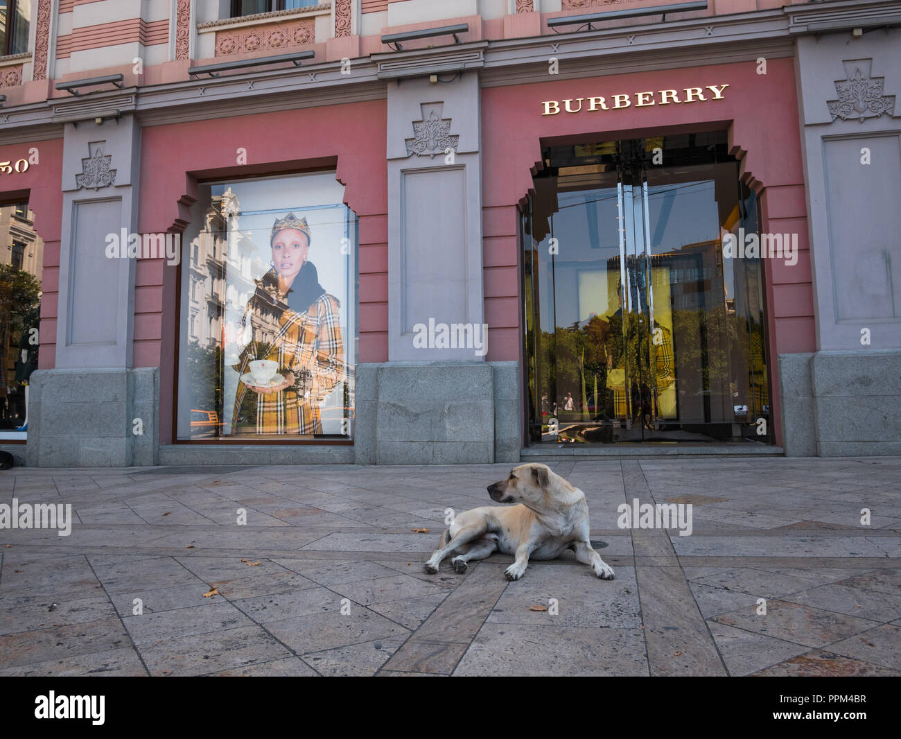 Ein streunender Hund in den Schatten vor der Burberry Store in Platz der Freiheit, Tiflis, Georgien. Stockfoto