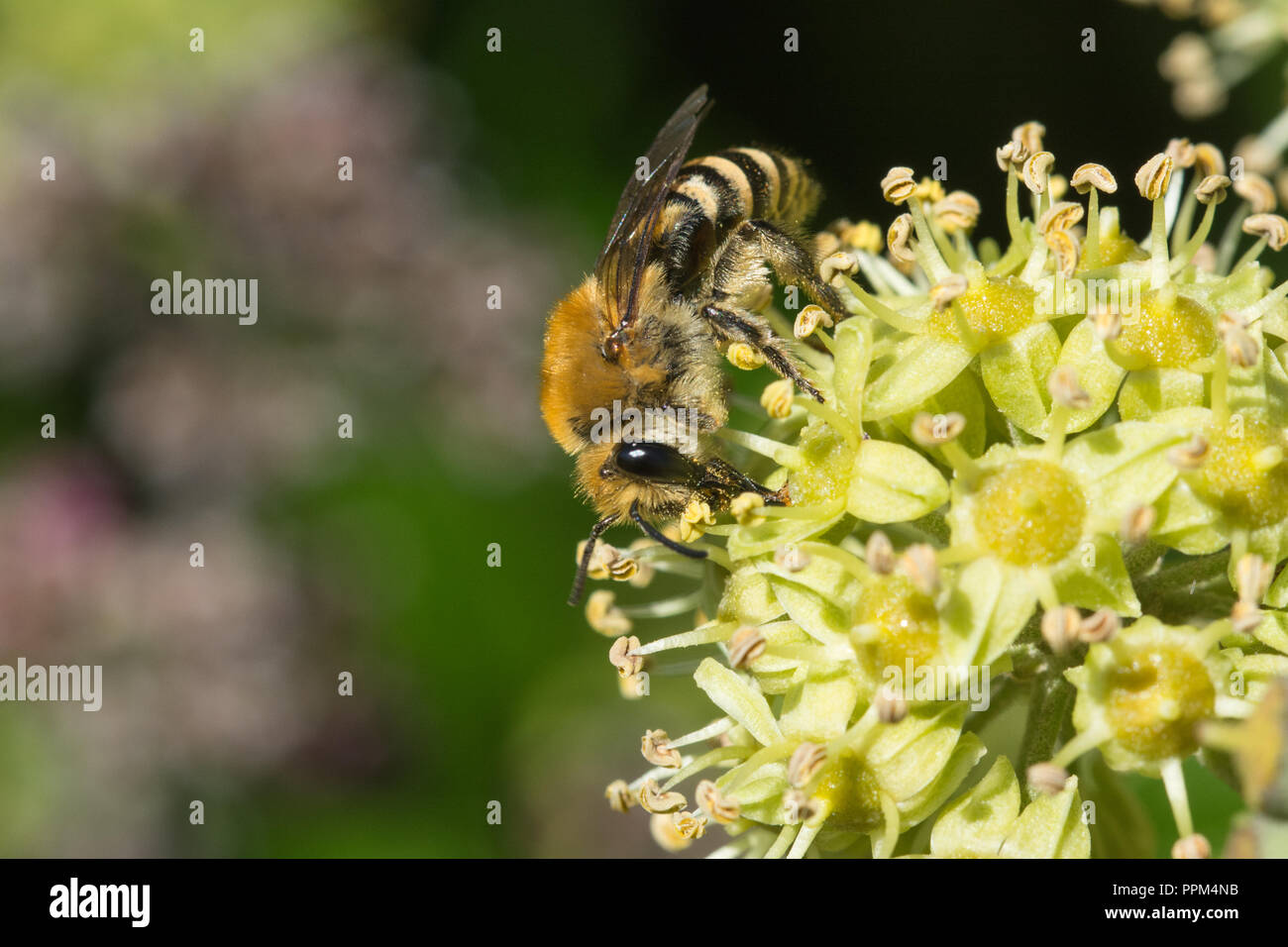 Efeubiene (Colletes hederae), die Ende September Efeunektar (Hedera helix) ernährt und Pollen sammelt (mit Kopierraum), Vereinigtes Königreich Stockfoto