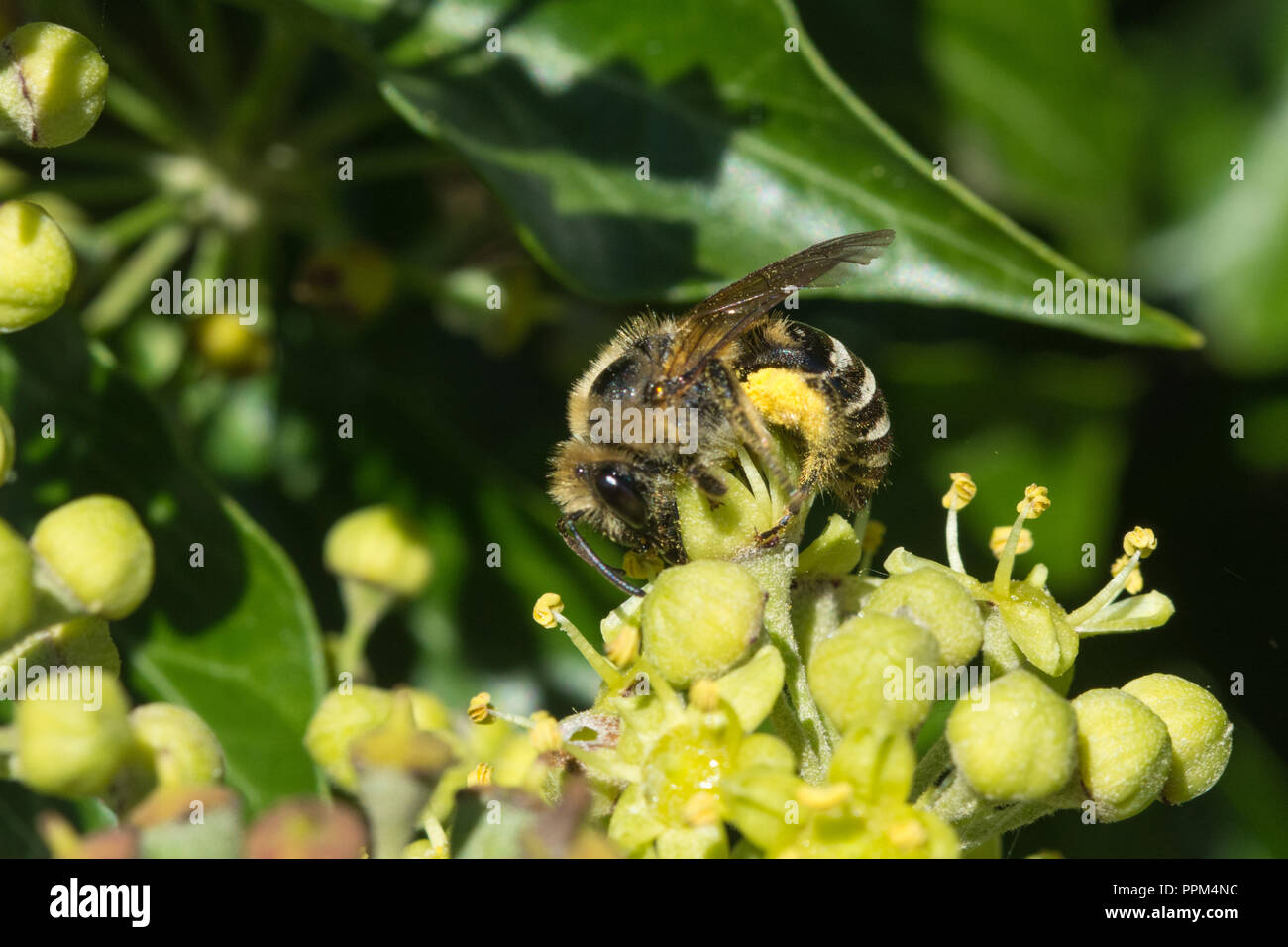 nolina elefantenfuß Nolina (Beaucarnea recurvata)