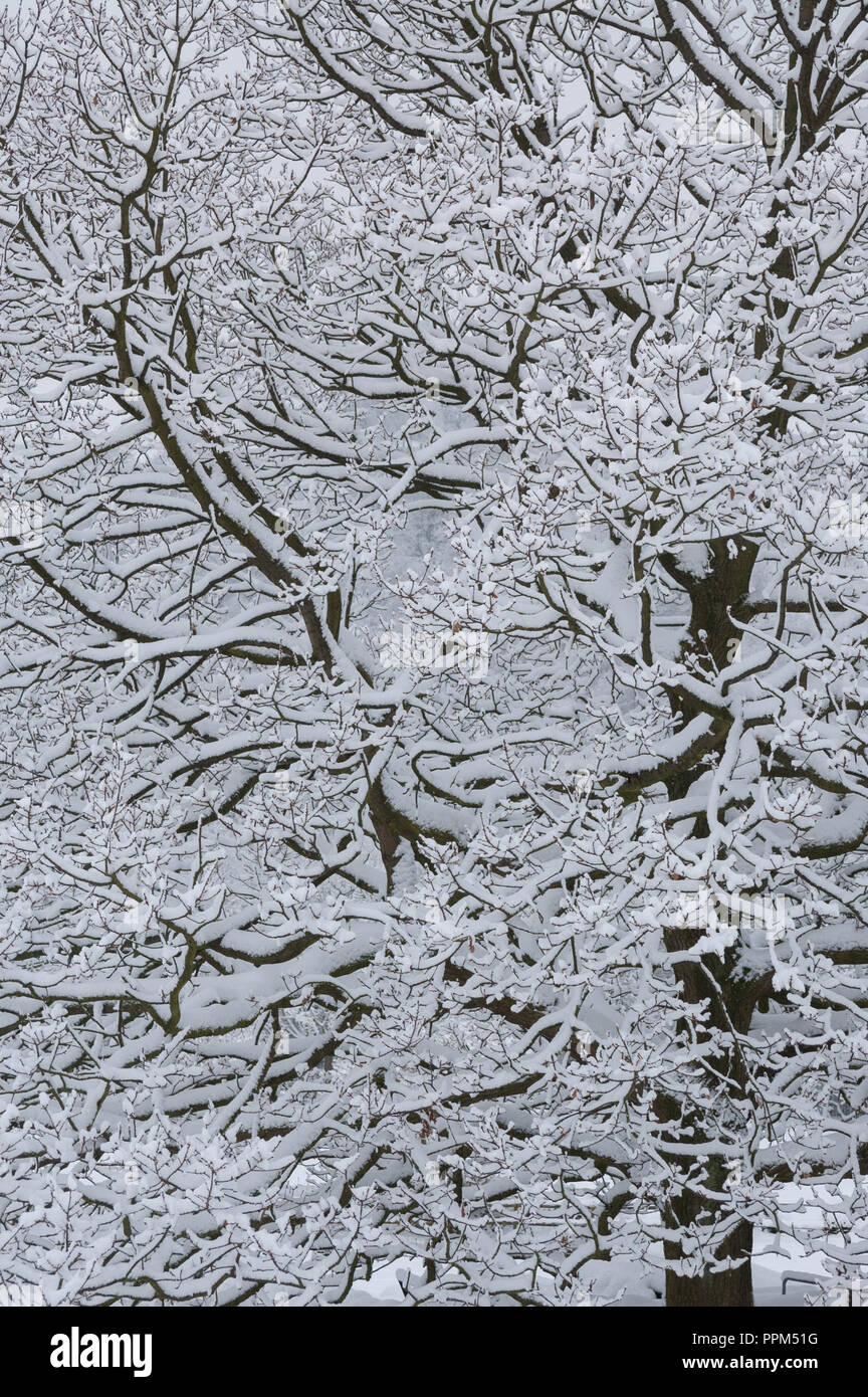 Winterliche Szene in der Nähe von Mücke Loch, Glossop Stockfoto