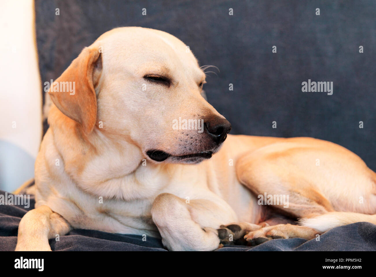 Hund sitzt zu Hause. Gelben Labrador Retriever Hund mit im Bett. Einen schönen Hund genießt auf dem Bett, im Wohnzimmer. Reizenden Hund, cute doggy. Stockfoto