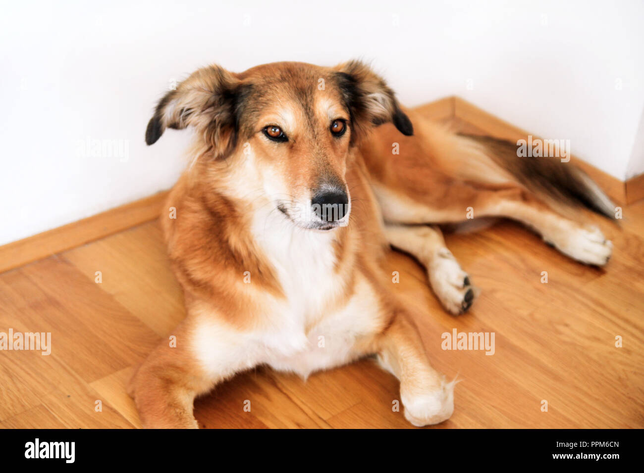 Collie Hund. Rough collie Hund liegend auf, unter und in das Schlafzimmer. Schönen niedlichen Hund, hübsch, pet-Konzept, Haustier. Haustier zu Hause, Haus. Stockfoto
