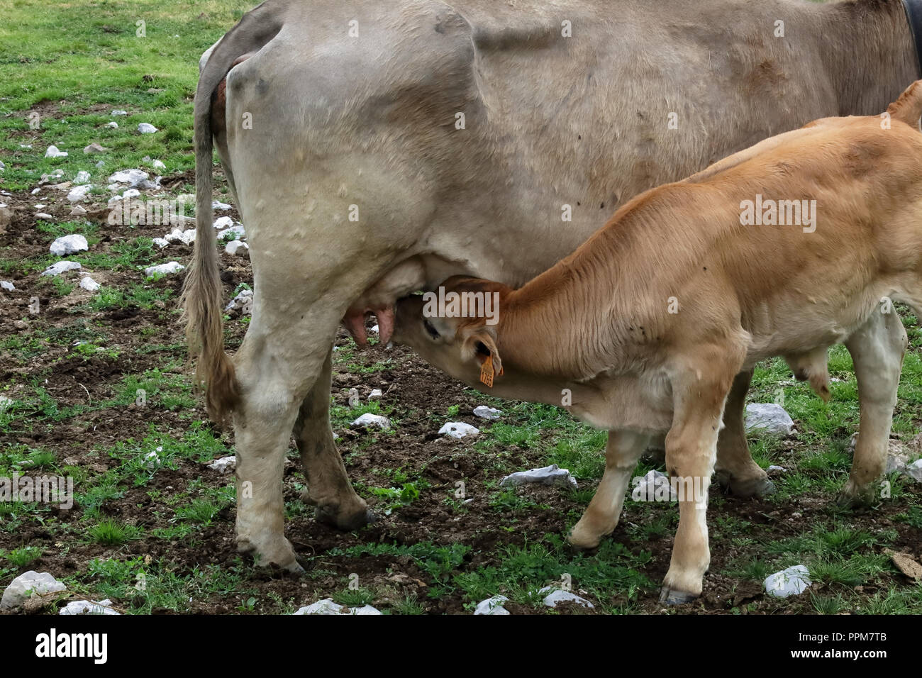 Eine Kuh und ein Kalb in den Bergen entlang der grünen Pfad zur Piedrafita de Jaca See in den aragonesischen Pyrenäen. Stockfoto