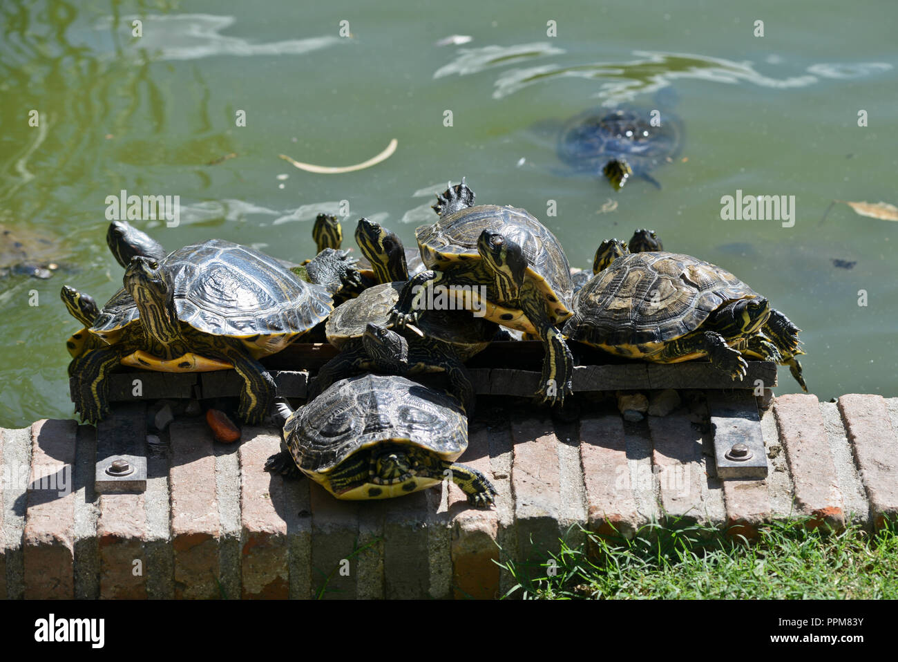 Schildkröten sonnenbaden. Buen Retiro Park - Parque del Buen Retiro, Madrid, Spanien Stockfoto