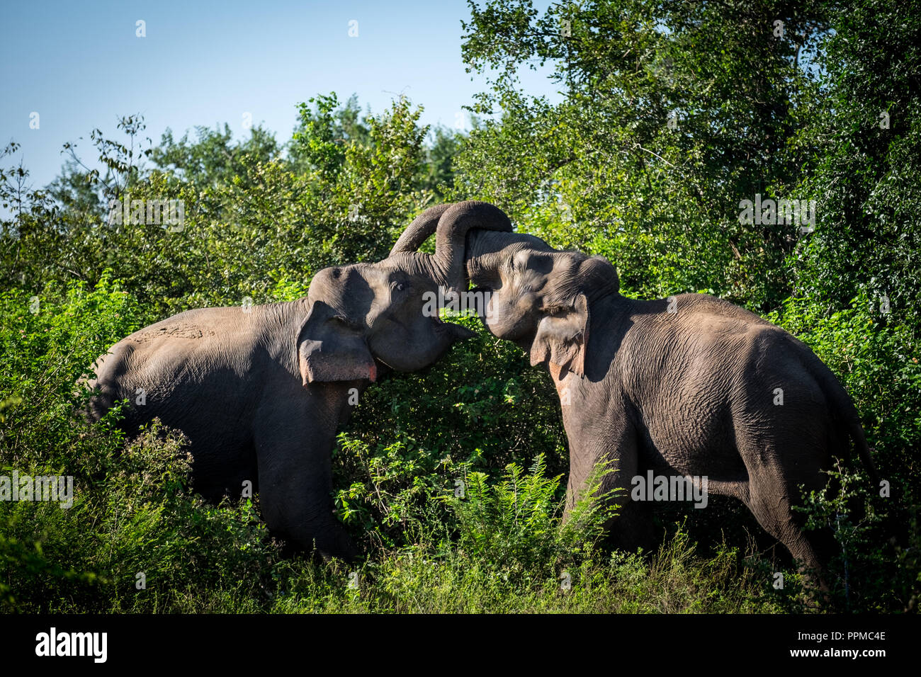 Asiatischer Elefant Bullen kämpfen Stockfoto