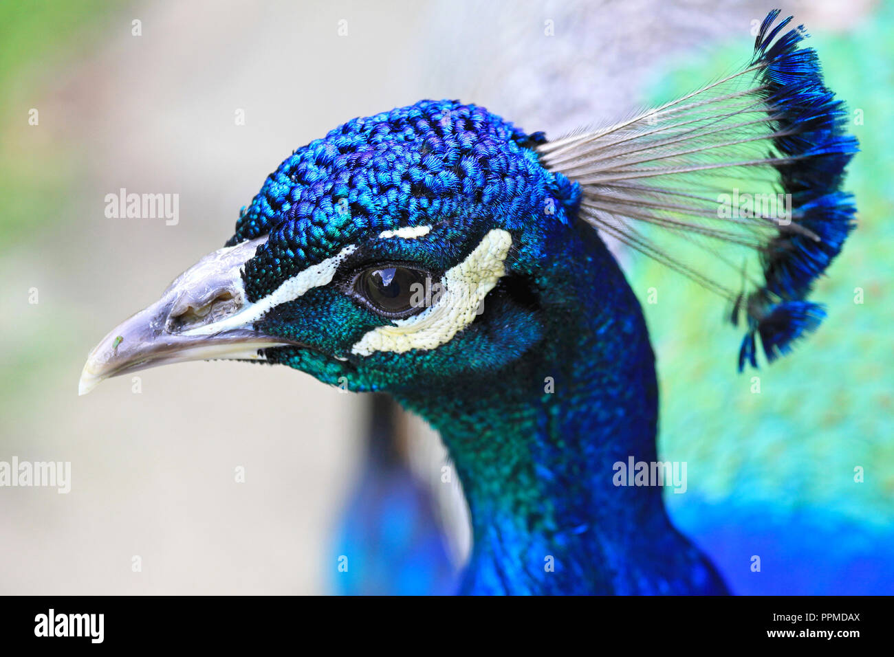 Profil Kopf geschossen des Blauen indischen Pfau Stockfoto