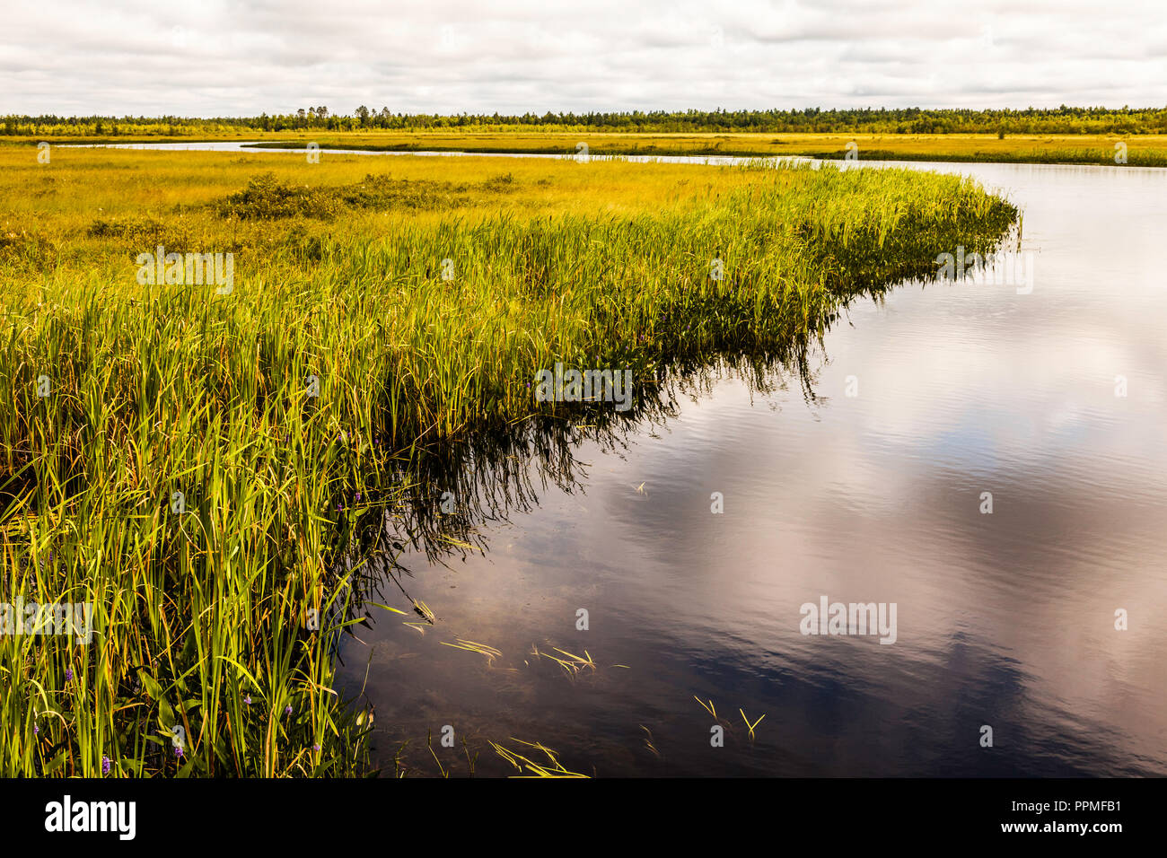 Stream und Marsh Grand Lake Stream, Maine, USA Stockfoto