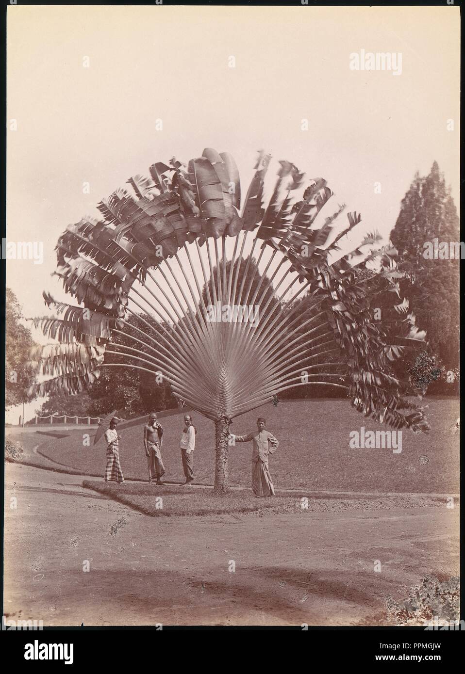 Fan Palm, Singapur. Artist: Unbekannt. Abmessungen: 27,4 x 20,1 cm (10 13/16 x 7 15/16 in.). Datum: 1860s-70s. Museum: Metropolitan Museum of Art, New York, USA. Stockfoto